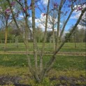 Magnolia 'Susan' - 1
