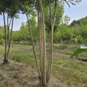 Sophora japonica - Foto 6