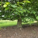 Carpinus betulus - 4
