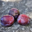 Prunus domestica 'Bleue de Belgique' - Foto 1
