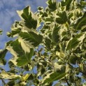 Liriodendron tulipifera 'Snowbird' - 1