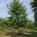 Alnus x spaethii 'Spaeth' - 1