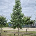 Liquidambar styraciflua - 2