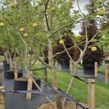 Malus domestica 'Jonagold' - Foto 1