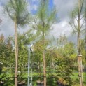 Pinus Pinaster - Foto 1