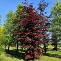 Fagus sylvatica 'Atropunicea' - voorjaar 2024