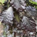 Fagus sylvatica 'Atropunicea' - Afbeelding 1000