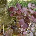 Fagus sylvatica 'Atropunicea' - 1