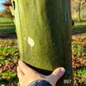 Platanus x hispanica