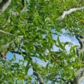 Salix babylonica 'Tortuosa' - Foto 1