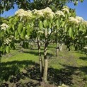 Cornus controversa - 2