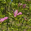 Magnolia 'Susan' - 4
