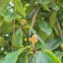 Parrotia persica 'Vanessa' - 5