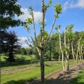 Platanus x Hispanica - 3