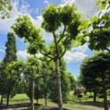 Platanus cultivar - Foto 2