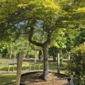 Acer palmatum 'Dissectum' - Foto 4