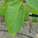 Juglans regia - walnoot blad