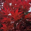 Acer palmatum 'Skeeter's Broom' - 1