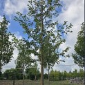 Prunus serrulata 'Shirotae' - 1