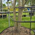 Sophora japonica - 1