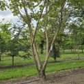 Catalpa erubescens 'Purpurea' - 4