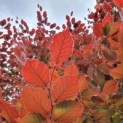 Rode beuk bladeren in de zon