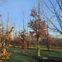 Fagus sylvatica 'Atropunicea' - december 2024