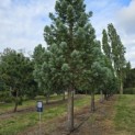 Sequoiadendron giganteum 'Glaucum' - Foto 6