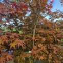 Acer palmatum 'Atropurpureum' - Foto 1