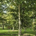 Juglans regia 'Coenen'' - Foto 2