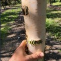 Betula utilis 'Jacquemontii' (Doorenbos) - 2