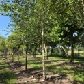 Betula utilis 'Jacquemontii' (Doorenbos) - 3