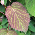 Davidia involucrata - 1