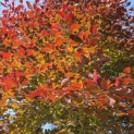 Fagus sylvatica 'Atropunicea' - Foto 2
