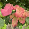 Parrotia persica - Foto 2