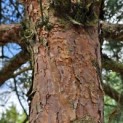 Pinus sylvestris - Foto 1
