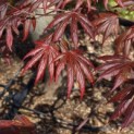 Acer palmatum 'Trompenburg' - Foto 1
