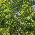 Prunus avium 'Regina' - 2