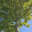 Acer x freemani 'Autumn Blaze' - Foto 6