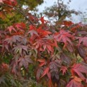 Acer palmatum - 1