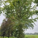 Fagus sylvatica - Foto 3