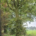 Fagus sylvatica - Foto 2