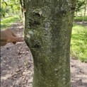 Fagus sylvatica 'Atropunicea' - Foto 2