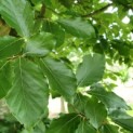 Groene beuk, impressie zomerblad