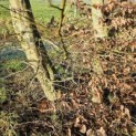 Carpinus betulus - 2