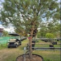 Pinus sylvestris - Foto 9