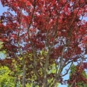 acer palmatum 'Atropurpureum' - Foto 3