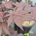 Acer palmatum 'Red Emperor' - 1