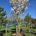 Prunus 'Sunset Boulevard' - 1