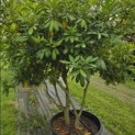 Rhododendron Roseum Elegans - 1